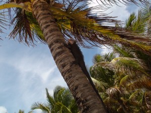 iguane sur petite terre